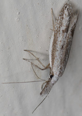 Pleurota albastrigulella