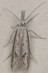 Pleurota albastrigulella