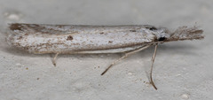 Pleurota albastrigulella