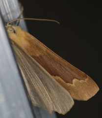 Sabulodes spoliata