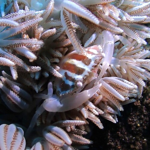 Caphyra loevis observed 2025-10-04