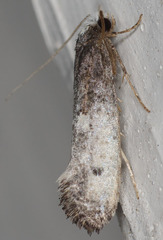 Tinea occidentella