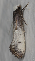 Tinea occidentella