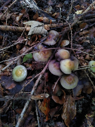 Grünblättriger Schwefelkopf