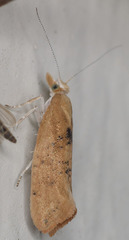 Ypsolopha cervella