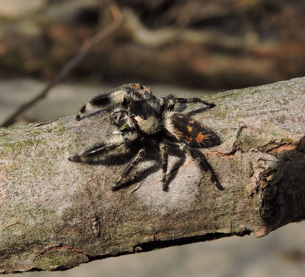canopy jumping spider