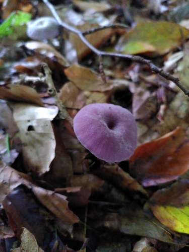 Violetter Lacktrichterling