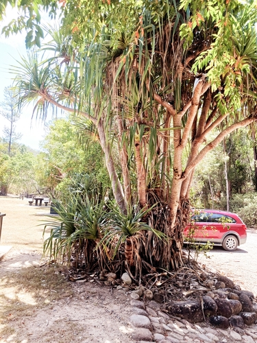 Pandanus brookei, 2025-10-09