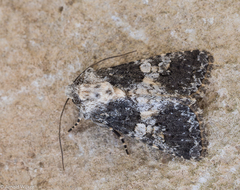 Hadena adriana