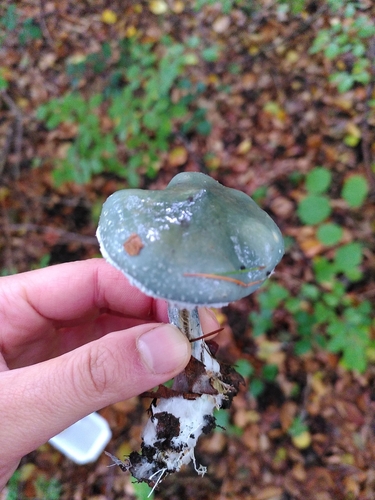 Grünblauer Träuschling