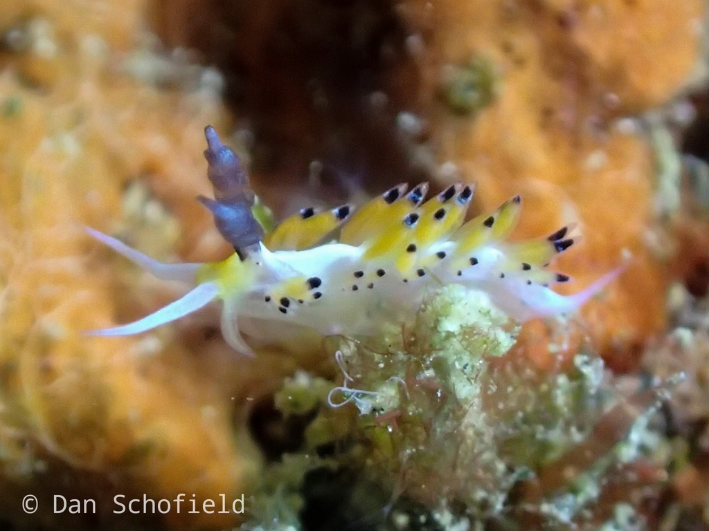 Black-horned Egg-eater