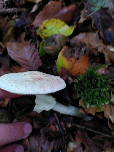 Gelber Knollenblätterpilz