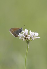 Coenonympha
