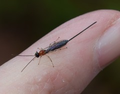 Calliephialtes grapholithae