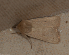 Mythimna alopecuri