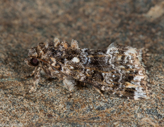 Callopistria latreillei