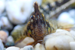 Montagu's Blenny photo 2