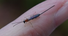 Calliephialtes grapholithae