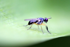 Anaphalantus longicornis