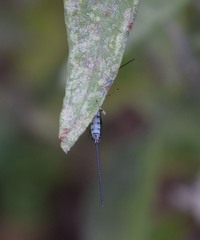 Calliephialtes grapholithae