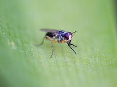 Anaphalantus longicornis
