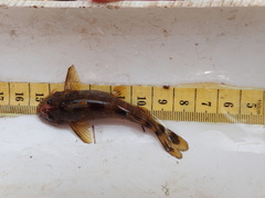 Chiloglanis pretoriae