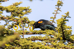 Campephaga phoenicea