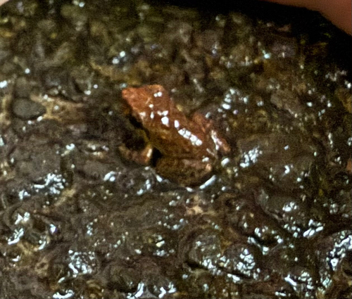 Eleutherodactylus planirostris observed 2025-10-08