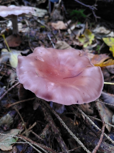 Violetter Rötelritterling