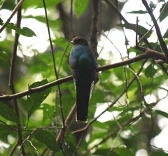 Apaloderma vittatum