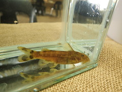 Chiloglanis bifurcus