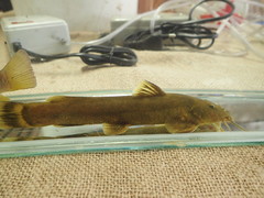 Amphilius uranoscopus