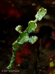 Solenostomus halimeda