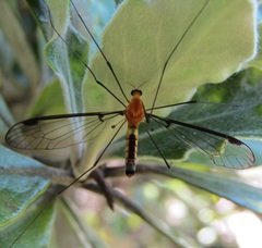 Aurotipula clara