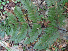 Leptolepia novae-zelandiae