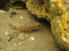 Pseudocrenilabrus philander