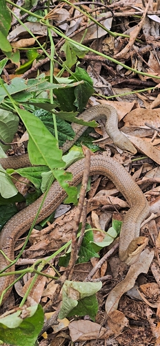 Mayotte Smooth Snake