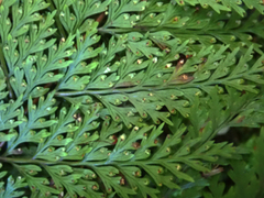 Leptolepia novae-zelandiae