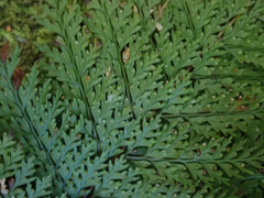 Leptolepia novae-zelandiae