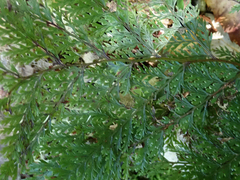 Leptolepia novae-zelandiae