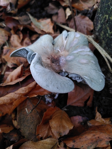 Grüner Anis-Trichterling
