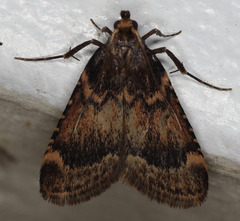 Aglossa cacamica