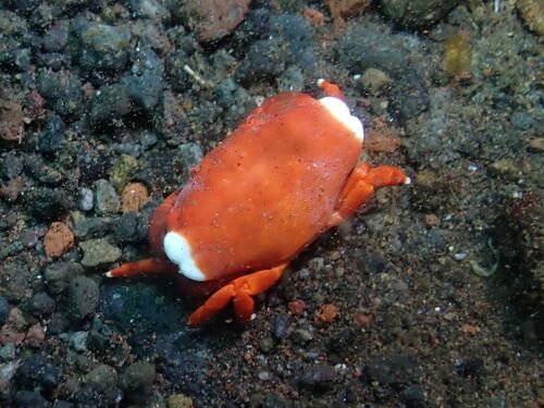 Liomera cinctimanus observed 2025-10-05