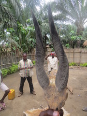 Tragelaphus