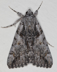 Catocala verrilliana