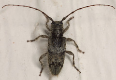 Lophopogonius crinitus