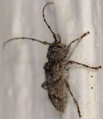 Lophopogonius crinitus