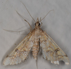 Choristostigma elegantalis