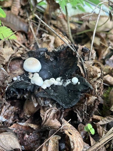 Asterophora lycoperdoides