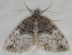 Dysstroma mancipata